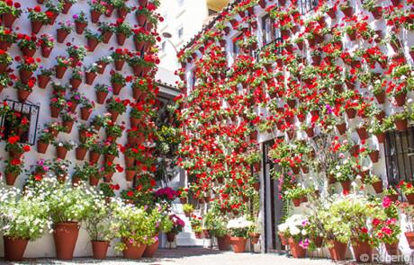 Vea los patios más bonitos durante El Festival de los Patios de Córdoba